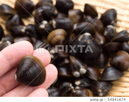 シジミ　北海道網走湖産 54841674