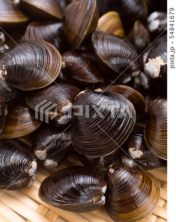 シジミ　北海道網走湖産 54841679