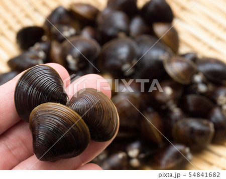 シジミ　北海道網走湖産 54841682