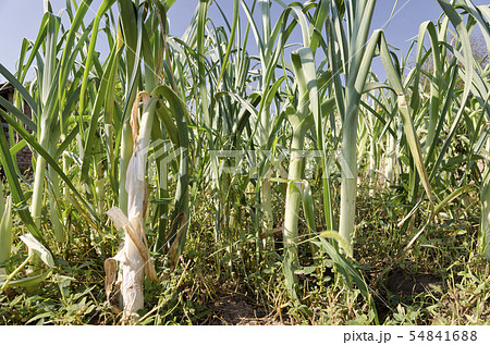 Growing bio leeks in the northern Bulgaria in the 54841688