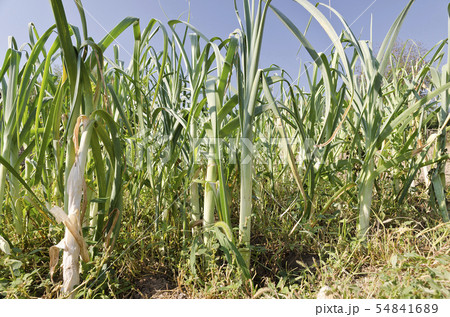 Growing bio leeks in the northern Bulgaria in the Growing bio leeks in the northern Bulgaria in the 54841689