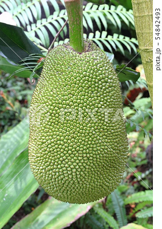 ジャックフルーツ 54842493