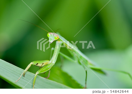 カマキリ カマキリ 54842644