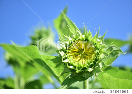 若いヒマワリ・蕾 54842661