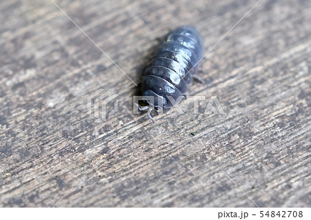 ダンゴムシ 54842708