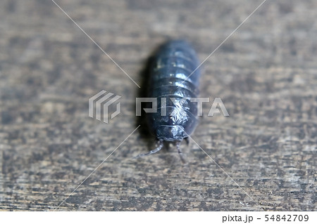 ダンゴムシ 54842709