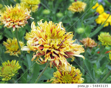 ガイラルディア 54843135