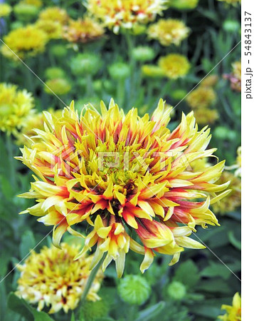 ガイラルディア 54843137