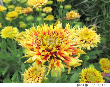 ガイラルディア 54843138