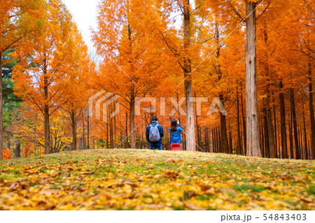 Korean couple walking in nami park in nami island Korean couple walking in nami park in nami island 54843403
