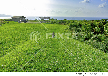 焼尻島の黒柴 焼尻島の黒柴 54843647
