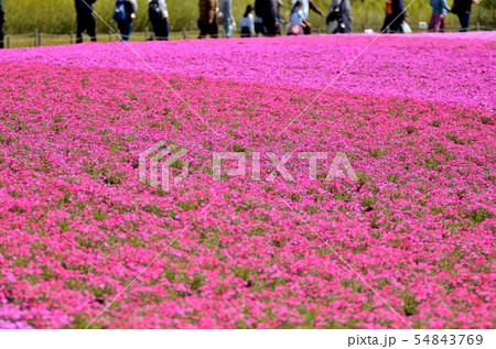 富士芝桜まつりの風景(3) 富士芝桜まつりの風景(3) 54843769