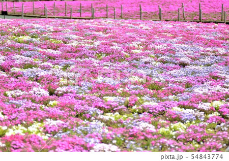 富士芝桜まつりの風景(8) 富士芝桜まつりの風景(8) 54843774