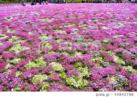 富士芝桜まつりの風景(22) 富士芝桜まつりの風景(22) 54843788