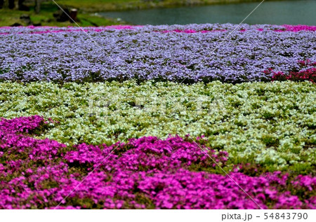 富士芝桜まつりの風景(24) 富士芝桜まつりの風景(24) 54843790
