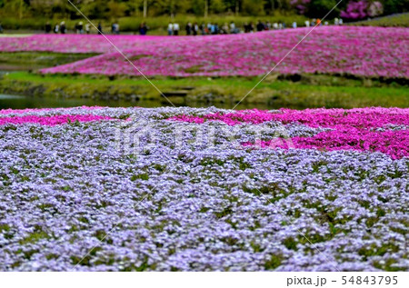 富士芝桜まつりの風景（２８） 54843795