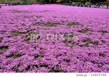 富士芝桜まつりの風景（３２） 54843799