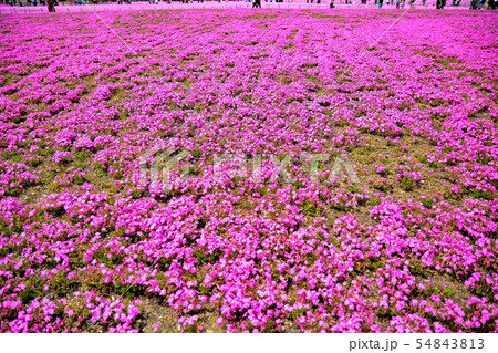 富士芝桜まつりの風景(46) 富士芝桜まつりの風景(46) 54843813
