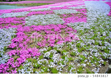 富士芝桜まつりの風景(50) 富士芝桜まつりの風景(50) 54843817
