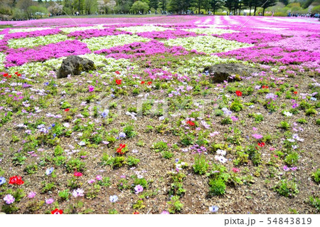 富士芝桜まつりの風景(52) 富士芝桜まつりの風景(52) 54843819