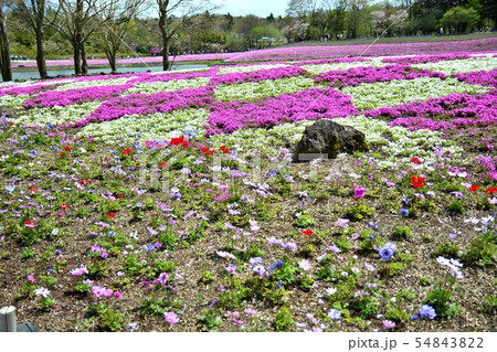 富士芝桜まつりの風景（５５） 54843822