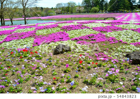 富士芝桜まつりの風景(56) 富士芝桜まつりの風景(56) 54843823