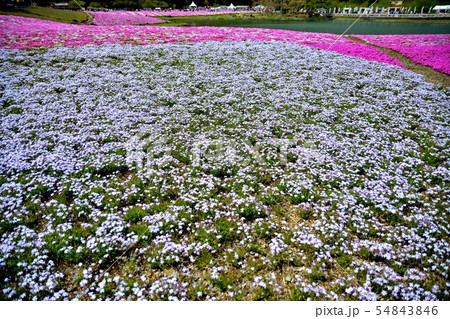 富士芝桜まつりの風景(78) 富士芝桜まつりの風景(78) 54843846