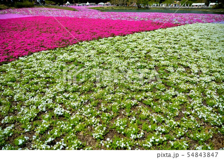 富士芝桜まつりの風景(79) 富士芝桜まつりの風景(79) 54843847