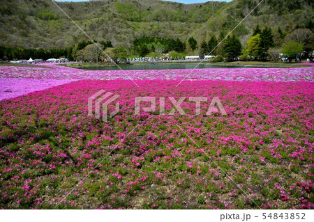 富士芝桜まつりの風景（８４） 54843852