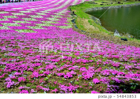 富士芝桜まつりの風景(85) 富士芝桜まつりの風景(85) 54843853