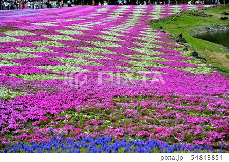 富士芝桜まつりの風景(86) 富士芝桜まつりの風景(86) 54843854