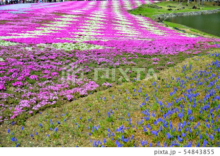 富士芝桜まつりの風景(87) 富士芝桜まつりの風景(87) 54843855