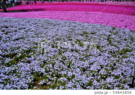 富士芝桜まつりの風景(88) 富士芝桜まつりの風景(88) 54843856