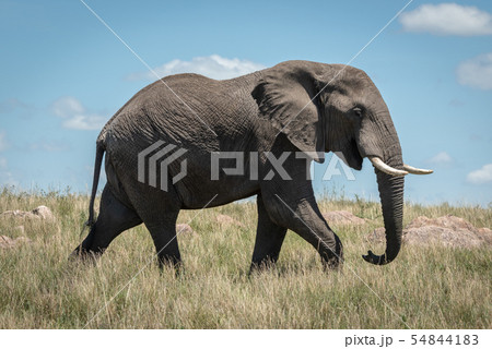 African elephant walks past in long grass African elephant walks past in long grass 54844183