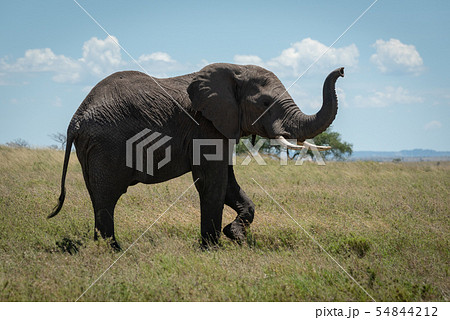 African elephant raises trunk while crossing 54844212