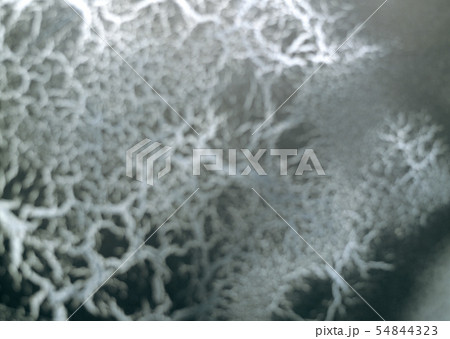 怖い根 怖い根 54844323