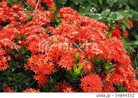 サンダンカ輝く 54844352