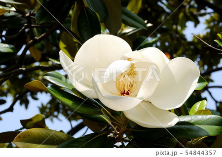 タイサンボクの花 タイサンボクの花 54844357