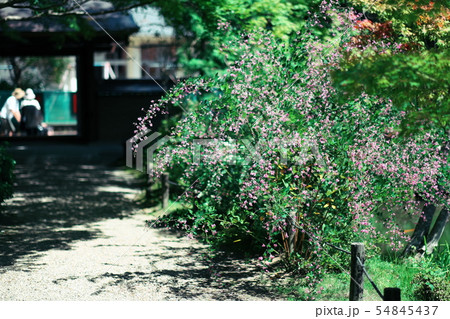 円成寺 萩 奈良 円成寺 萩 奈良 54845437