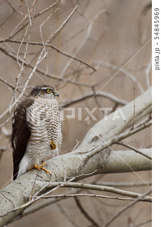 ハイタカ 54845969