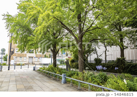 神奈川県庁(梅雨) 神奈川県庁(梅雨) 54846815