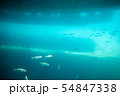 北海道の支笏湖 54847338