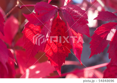 Autumn red bright leaves on the sun and blurred trees . Fall background. Rich color of autumn 54848696