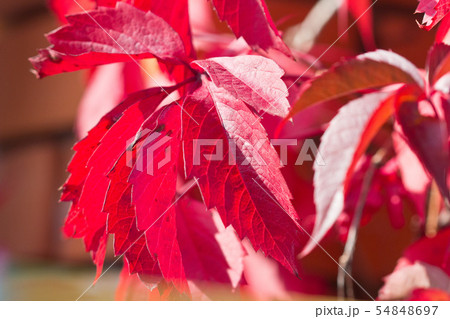 Autumn red bright leaves on the sun and blurred trees . Fall background. Rich color of autumn 54848697