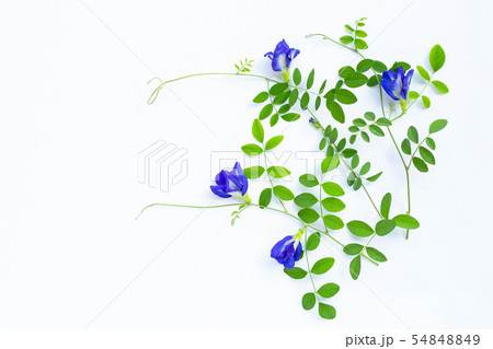 Butterfly pea flower with leaves on white Butterfly pea flower with leaves on white 54848849