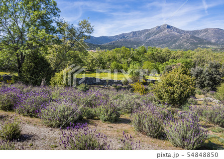 Sierra de guadarrama spring landscape. Madrid 54848850