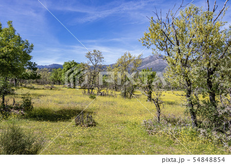 View of the national park of Guadarrama. madrid 54848854