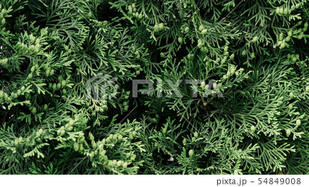 Green twigs of thuja. Beautiful natural background Green twigs of thuja. Beautiful natural background 54849008
