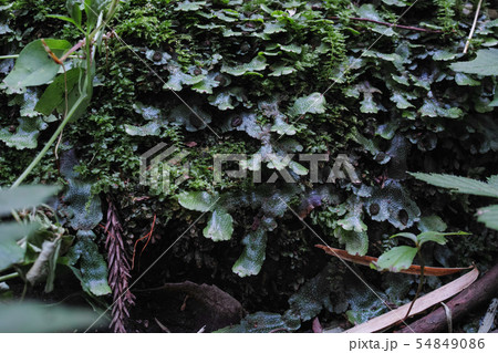 蛇の鱗のような表面のジャゴケ 54849086
