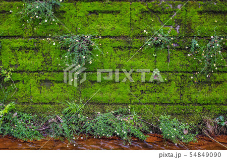 小川の苔の生えた護岸に咲く花の写真素材